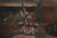 Grammostola rosea